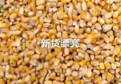 烘干塔案例實(shí)拍